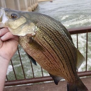 Meet your Posher, Allen